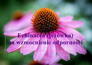 Echinacea (jeżówka) na wzmocnienie odporności
