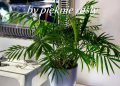 chamaedoera elegans/chamedora wytworna - palma koralowa