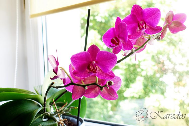 Jak dbać o storczyka - orchideę?