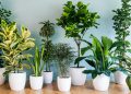 Prozdrowotne rośliny doniczkowe, które warto mieć w domu