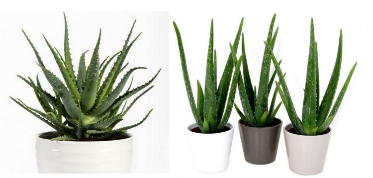 aloes