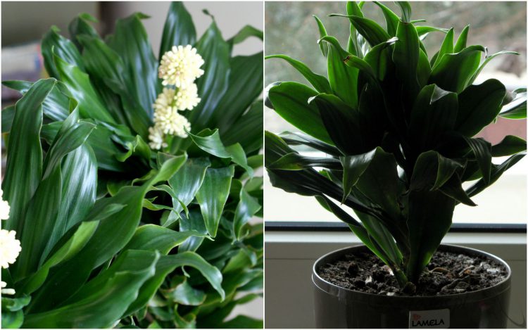 dracena