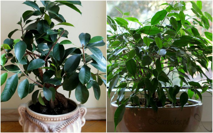 ficus